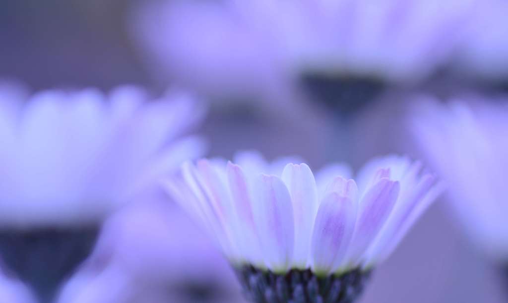 花灯り