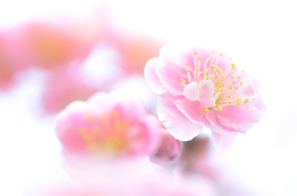 ピンキーとキラーズ