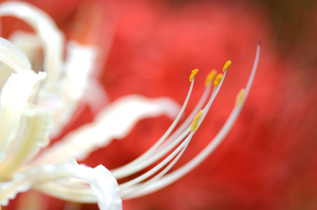 Red & White