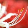 Red & White
