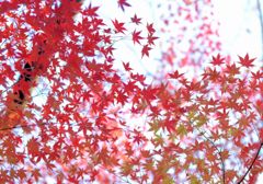 今年の紅葉５