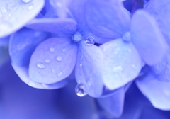 水色の雨