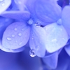 水色の雨