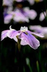 花菖蒲の物語　１