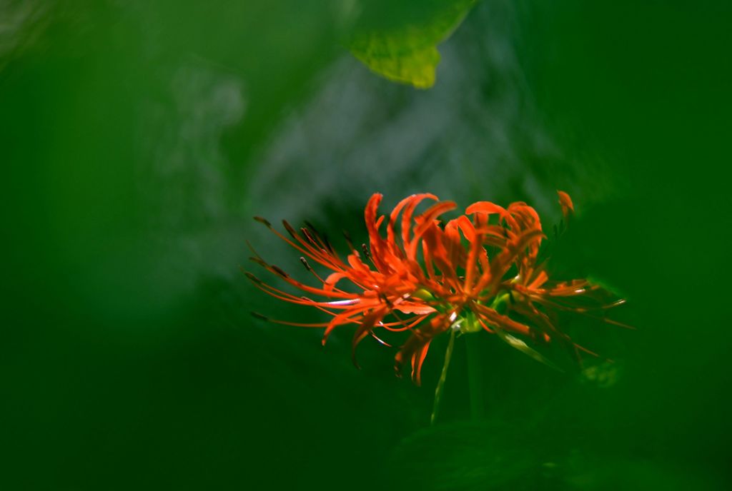 RED &GREEN 2