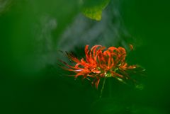 RED &GREEN 2