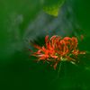RED &GREEN 2