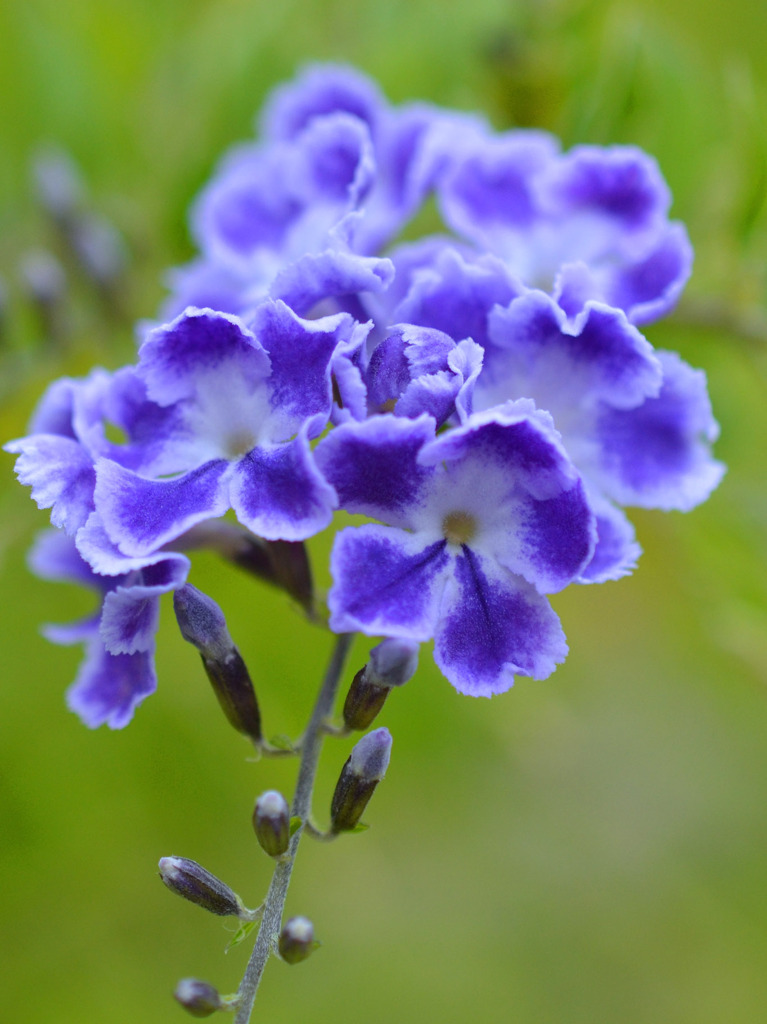 タイワンレンギョウ