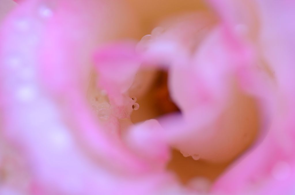 薔薇の蜜