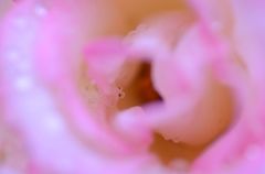 薔薇の蜜