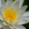 睡蓮