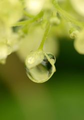 緑の雫２　(Green　Ｄｒｏｐ）