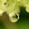 緑の雫２　(Green　Ｄｒｏｐ）