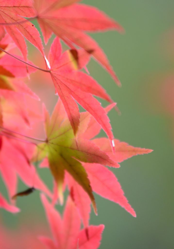 今年の紅葉１０