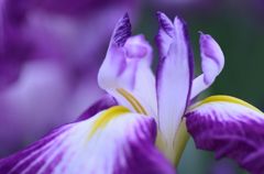 花菖蒲の舞