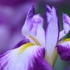 花菖蒲の舞