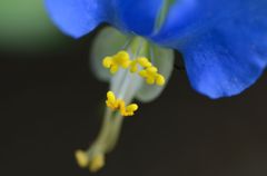 露草