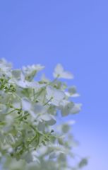 あーした天気になーれ
