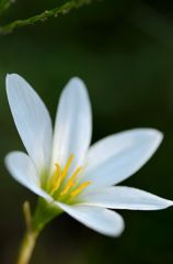 清く。