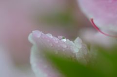雫　１