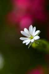 芝桜なんかに負けない２