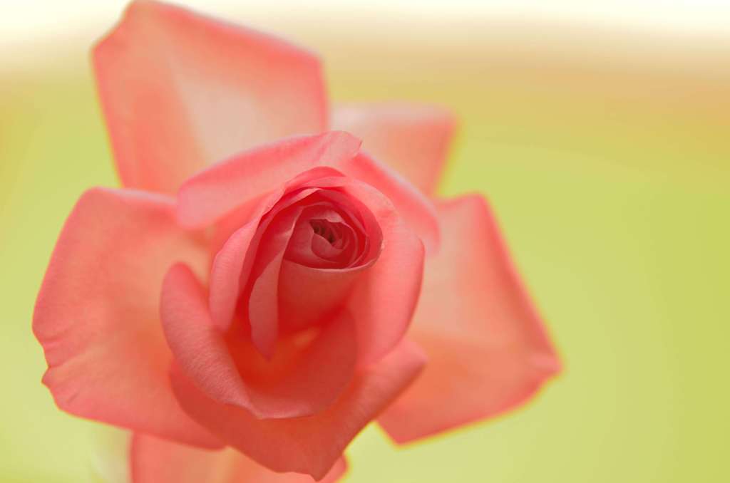 1週間前に頂いた薔薇