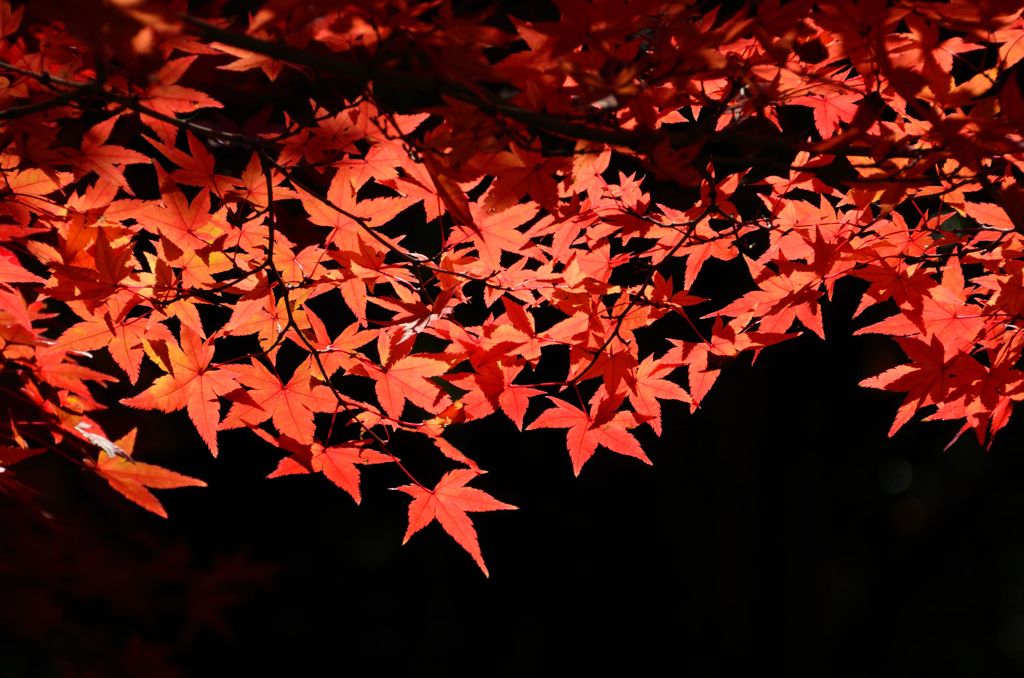 今年の紅葉