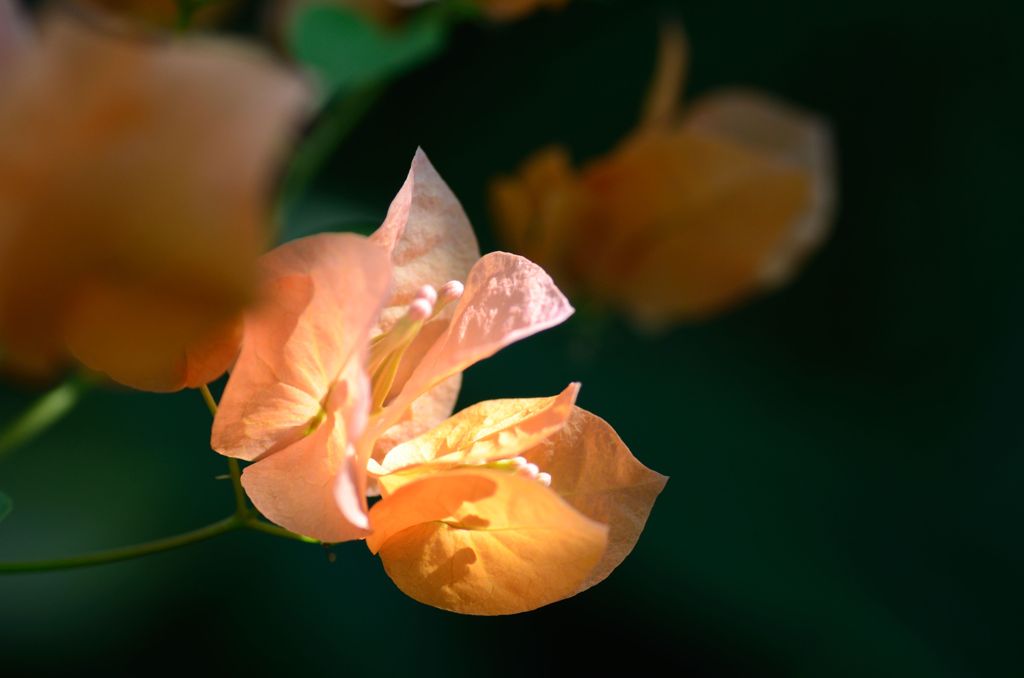 スポットライト