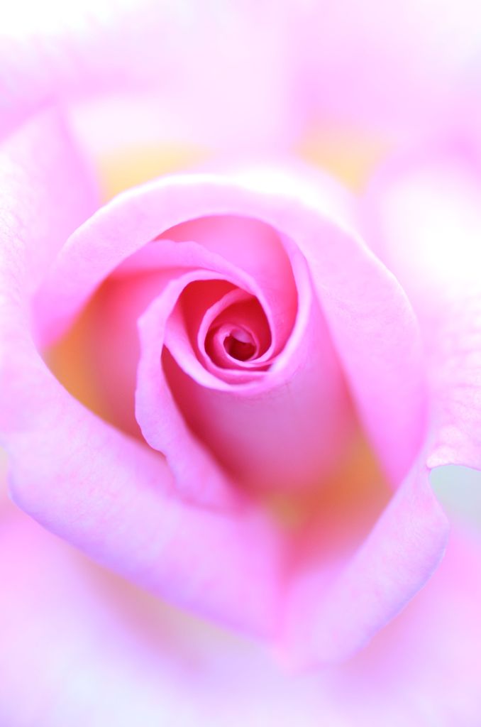 the　PINK