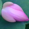 ６９９枚目(蓮の花はお昼寝中）
