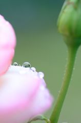 一粒？じゃないね　Ⅱ