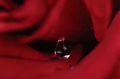 薔薇の涙　(バラ　１２）