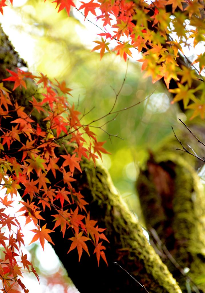 今年の紅葉６