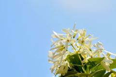 風薫る５月　Ⅰ