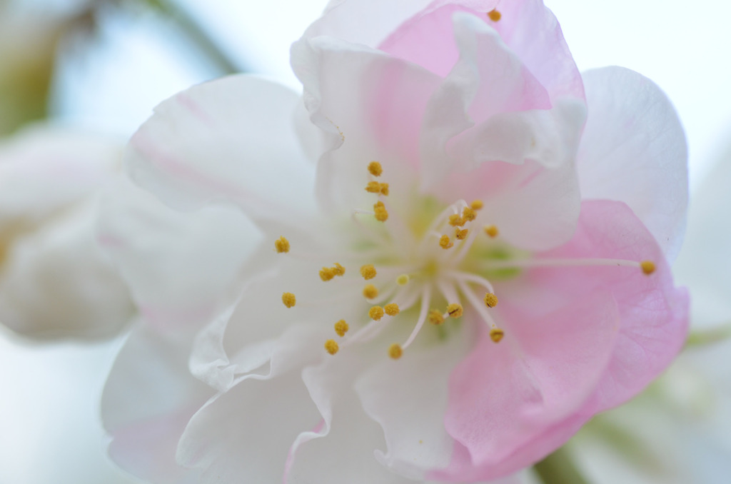桃の花　２