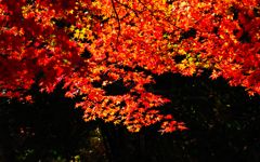 紅葉の流れ