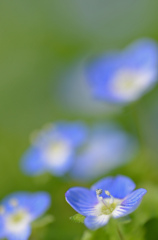 花畑１