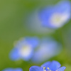 花畑１