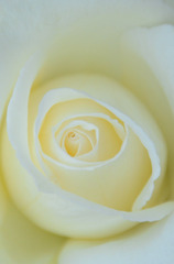 WHITE ROSE