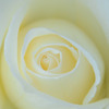 WHITE ROSE