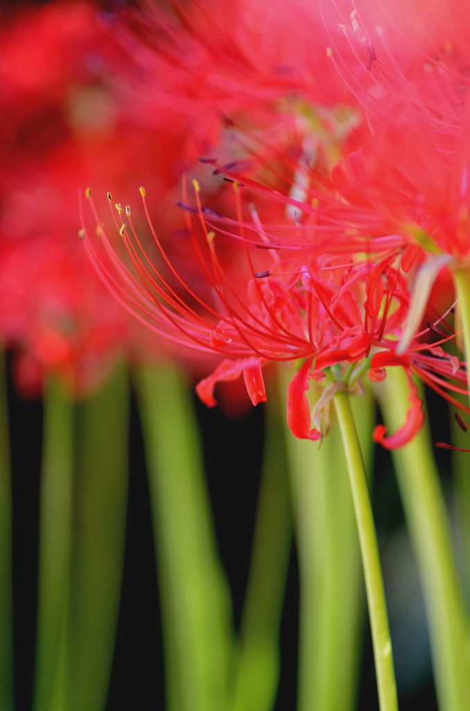 RED & GREEN １