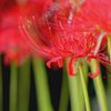 RED & GREEN １