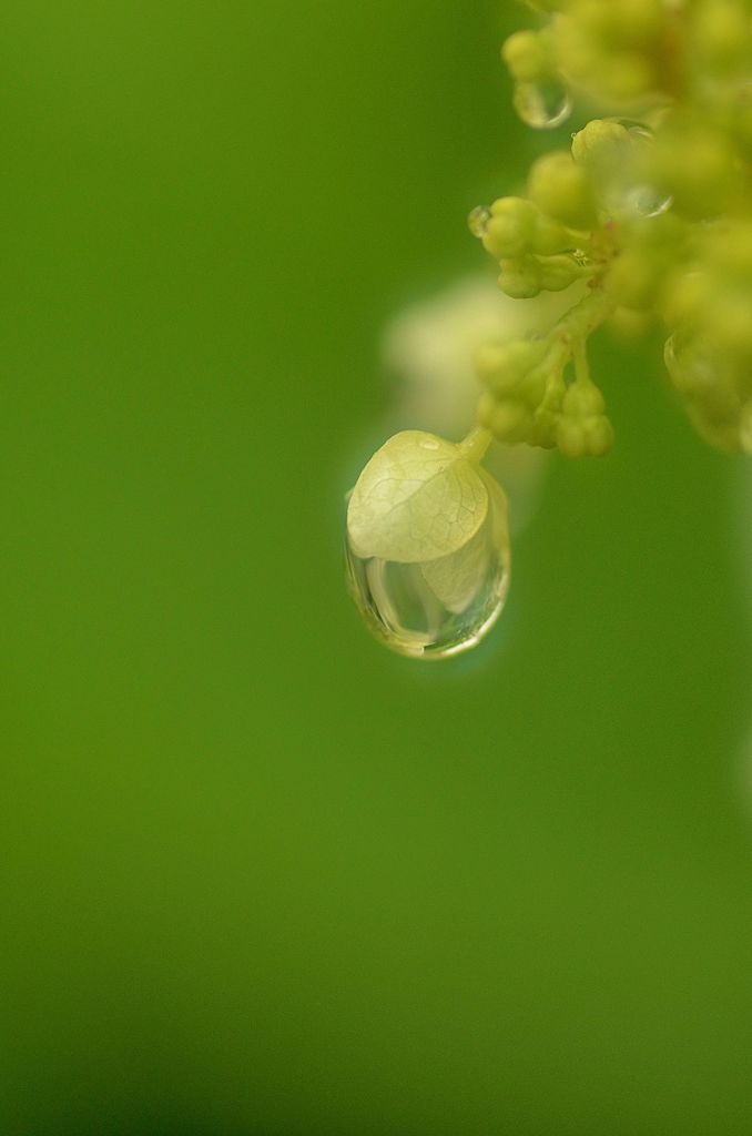 雨が欲しい