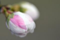 桃の花　３