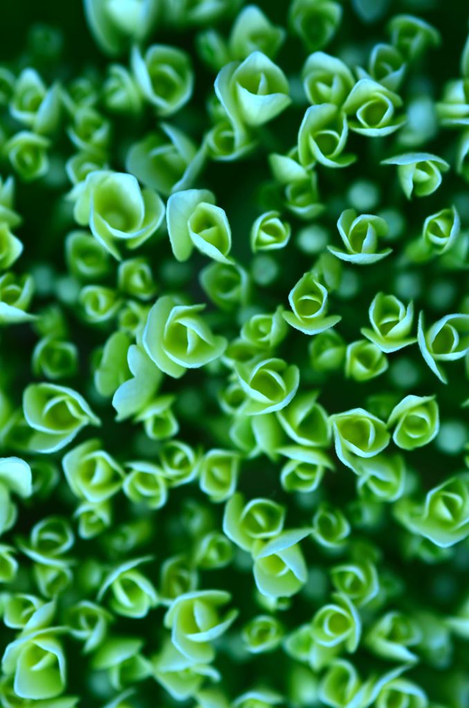 アジサイ　６　（ＧＲＥＥＮ　ＦＬＯＷＥＲ）