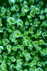 アジサイ　６　（ＧＲＥＥＮ　ＦＬＯＷＥＲ）