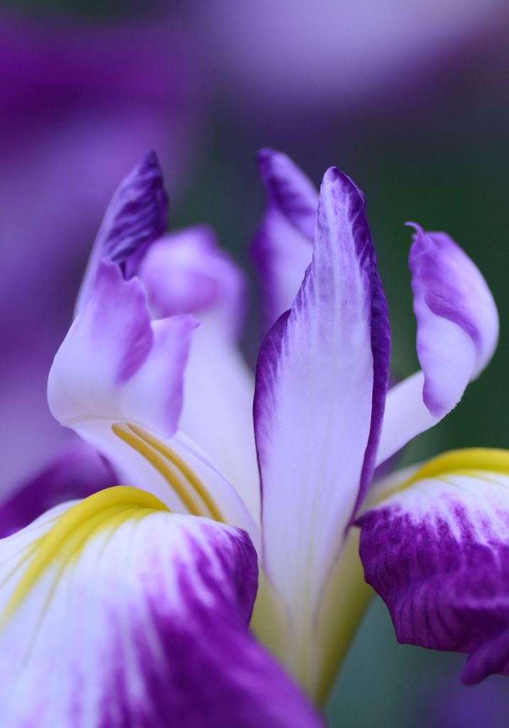 花菖蒲の舞（ピント違い）