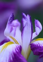 花菖蒲の舞（ピント違い）