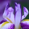 花菖蒲の舞（ピント違い）