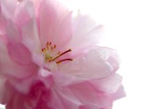 八重桜２